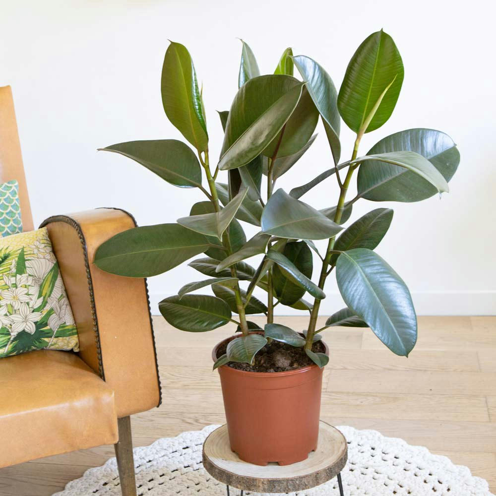 FICUS - Ficus Caoutchouc 3 branches sans cache-pot