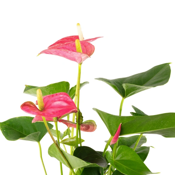 Große Flamingoblume Anthurium andraeanum 6 – 8 Blüten rosa Ø 17 cm