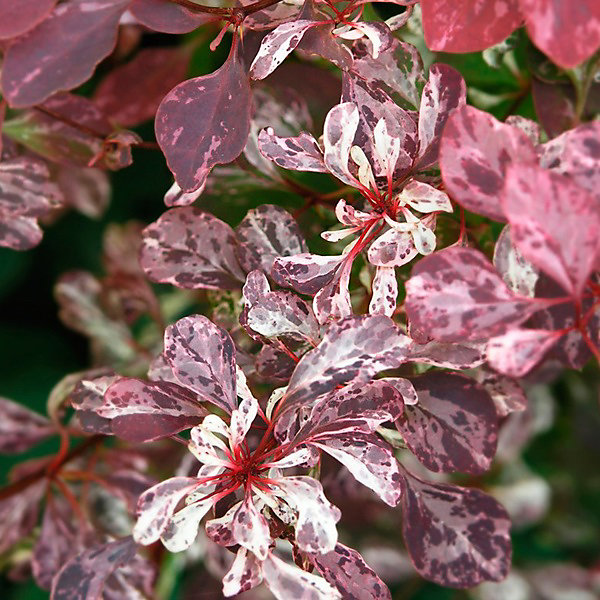 2 x épine-vinette à feuilles 'Rose Glow' - Berberis thunbergii 'Rose Glow'- 30-40 cm pot