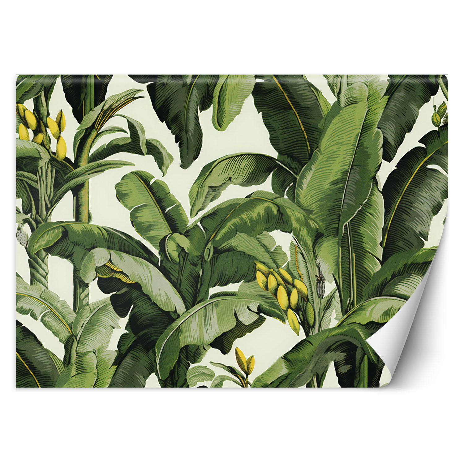 Feeby Fototapeta, Zielone liście bananowca 150x105