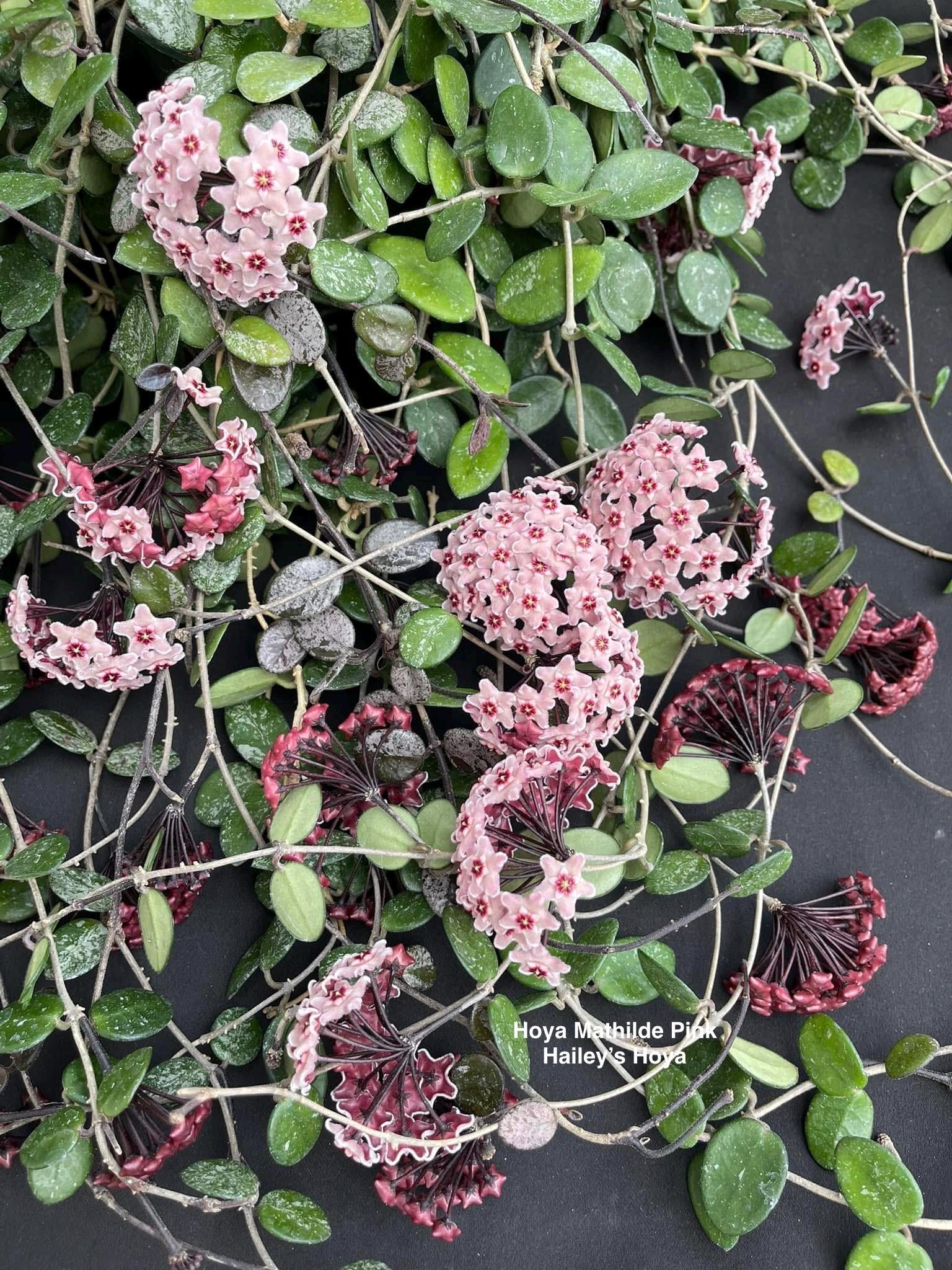 Hoya Mathilde Pink in 4.5”pot / Scented Flowers Houseplant