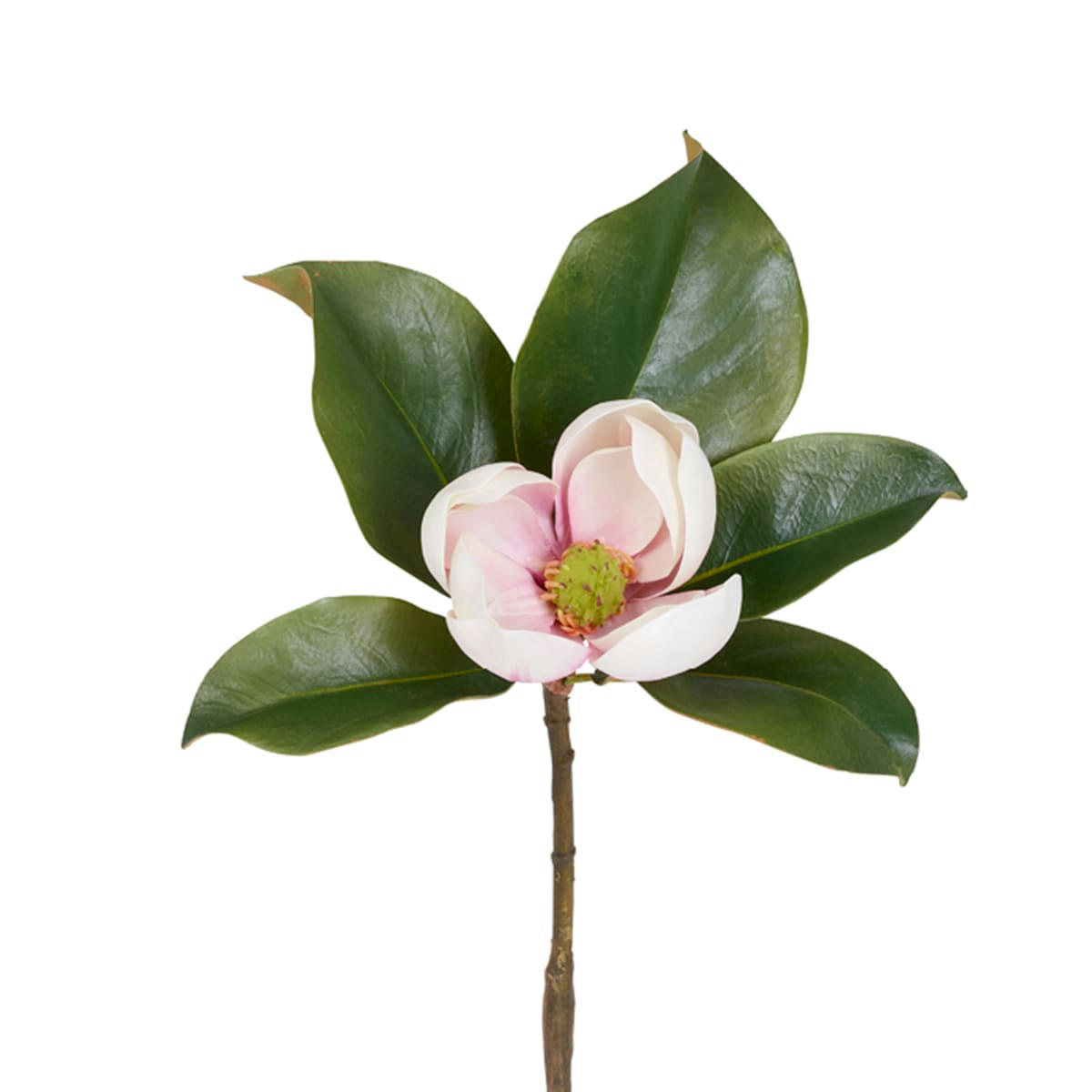 GRANDIFLORA - Magnolia avec feuillage H60cm