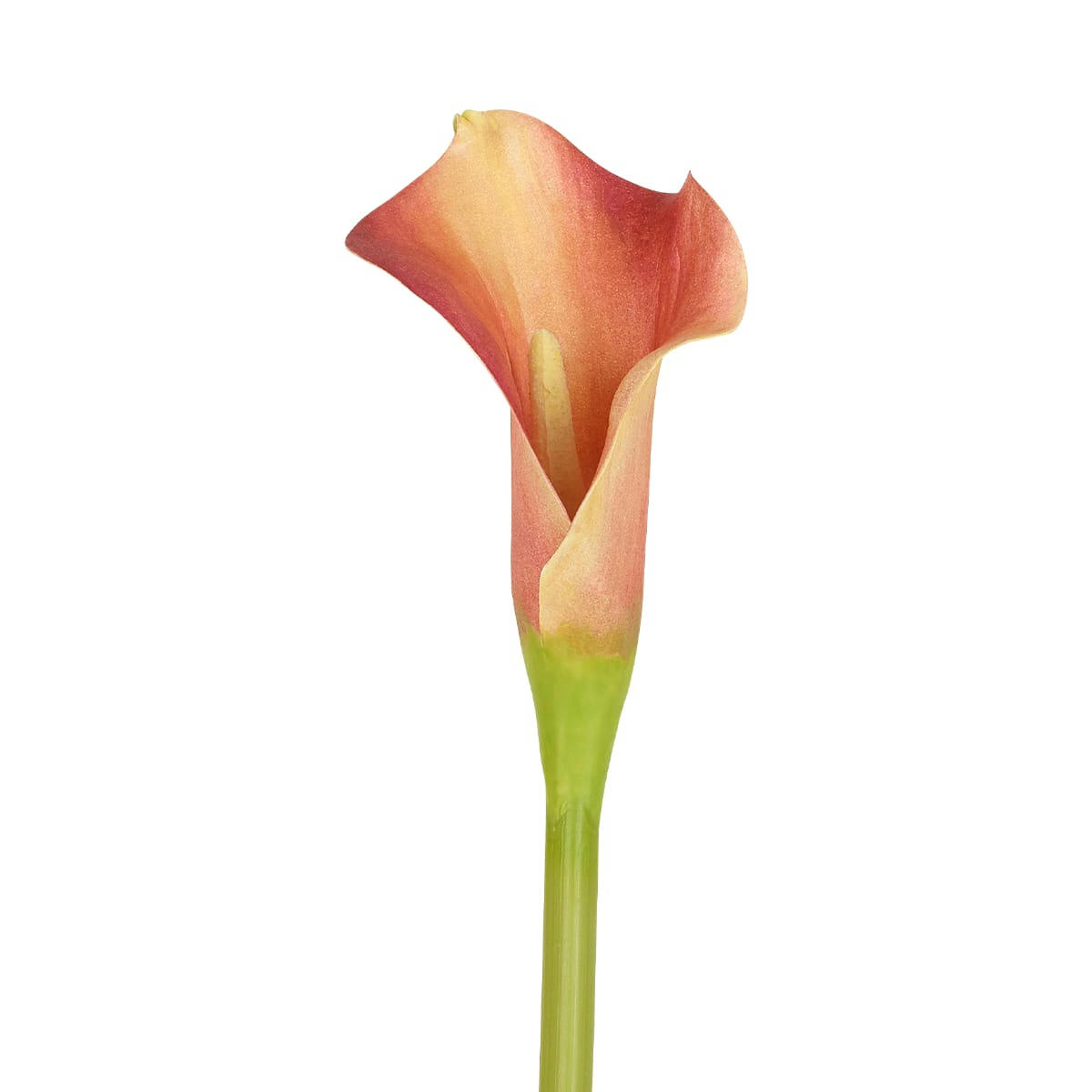 CALLA - Arum Calla H52cm