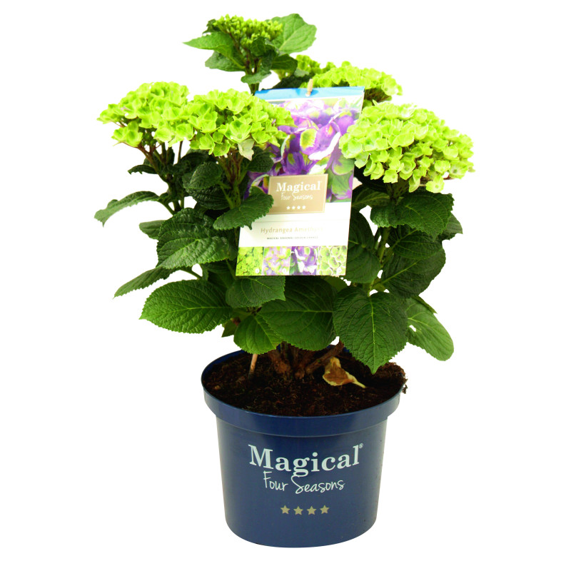 Hortensias Hydrangea en pot