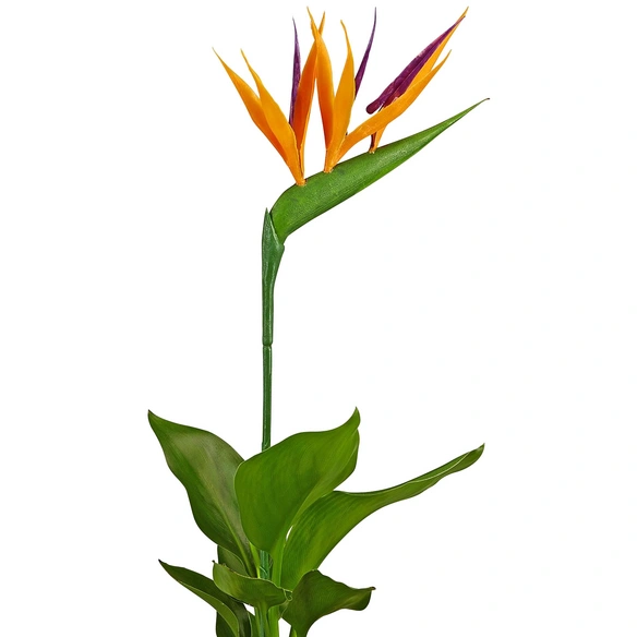 Paradiesvogelblume, Strelitzia reginae »Kunstblüte«, Blütenfarbe: orange