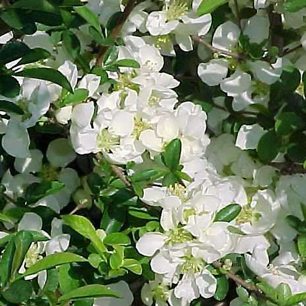 2 x Cognassier du Japon - Chaenomeles superba 'Jet Trail'- 30-40 cm pot