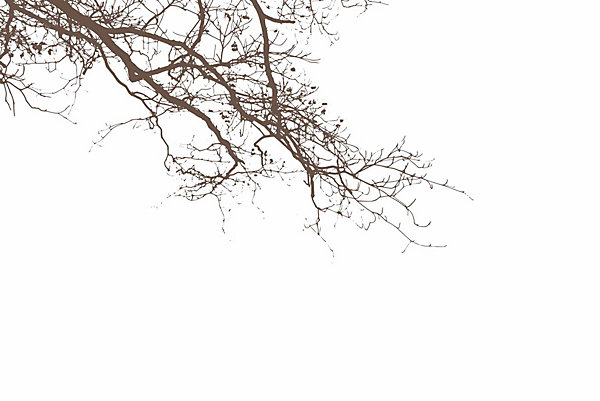 Papier peint panoramique Abstract Branch, Brun foncé 225 x 250cm