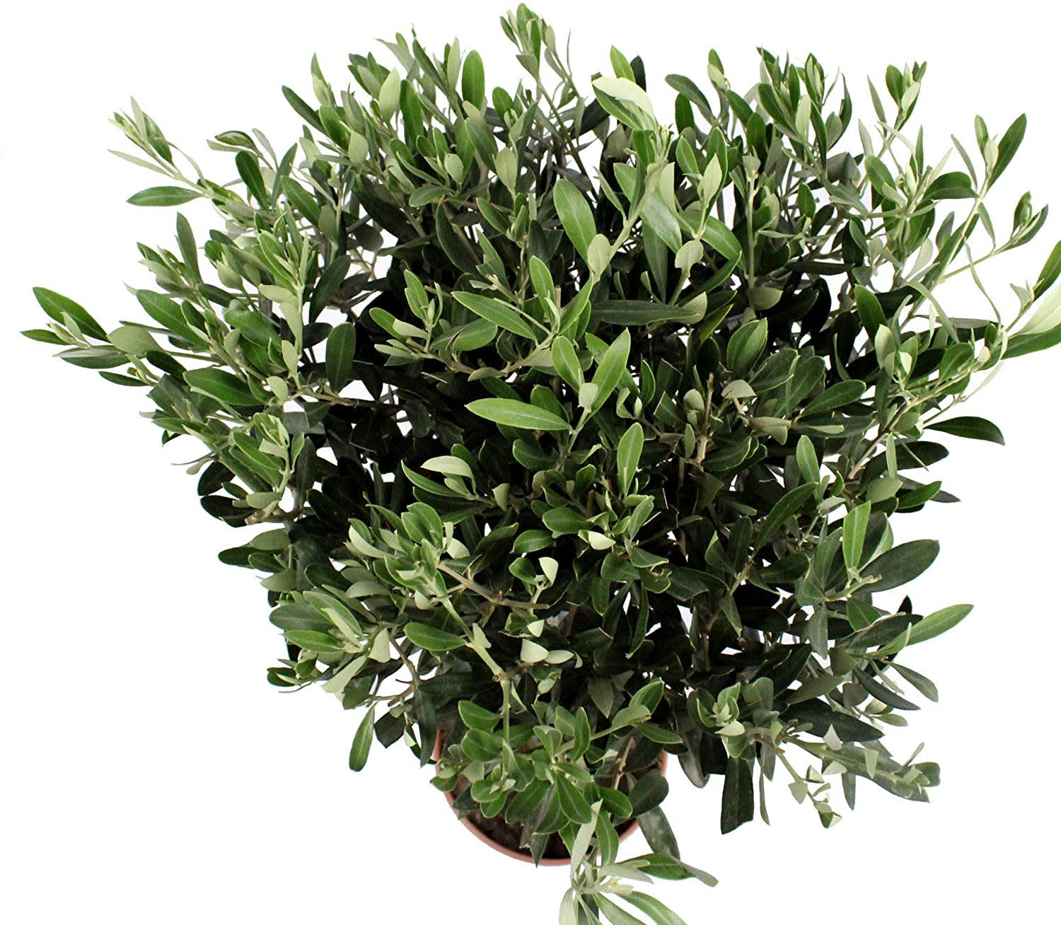 - Plante d'intérieur - Olivier de 90 cm