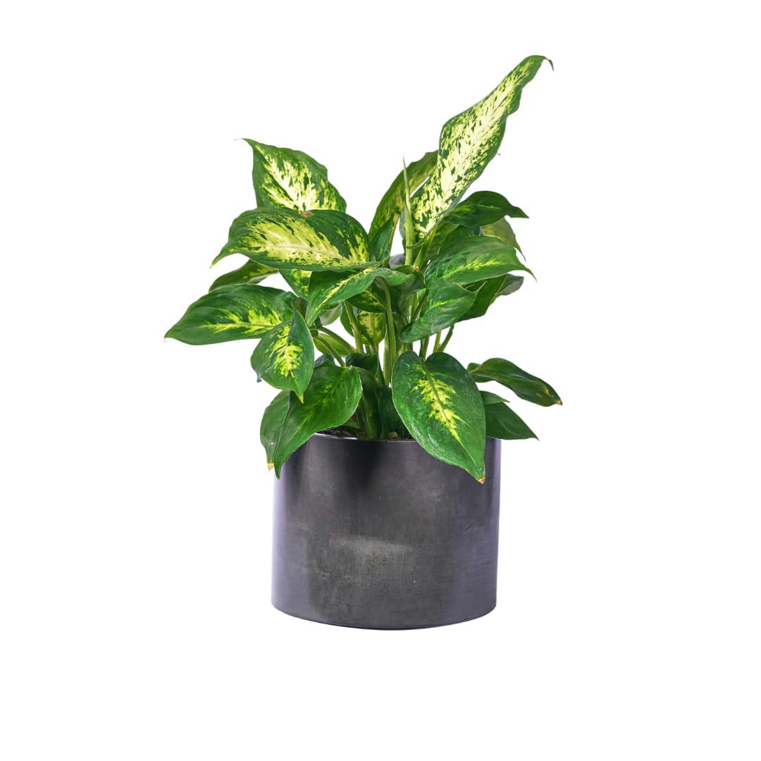 CACHE-POT XXL UNI - Cache-pot xxl en béton anthracite