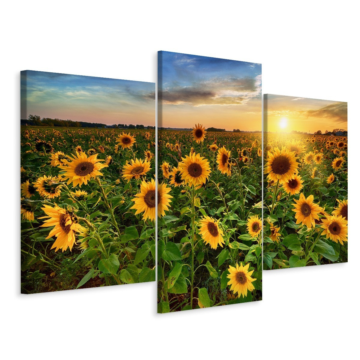 Obraz Tryptyk SŁONECZNIKOWE Pole Pejzaż 3D 60x40cm