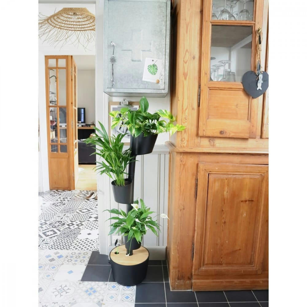 - Jardin d'intérieur avec 3 plantes dépolluantes et arrosage auto noir