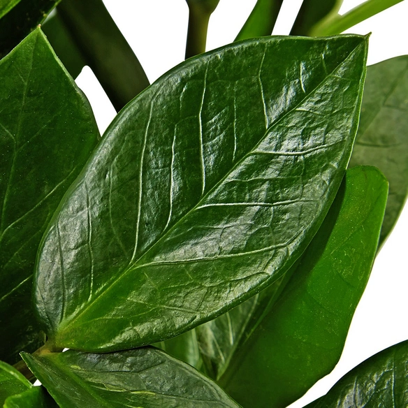 Zamie, Zamioculcas zamiifolia, im Kunststoff-Kulturtopf