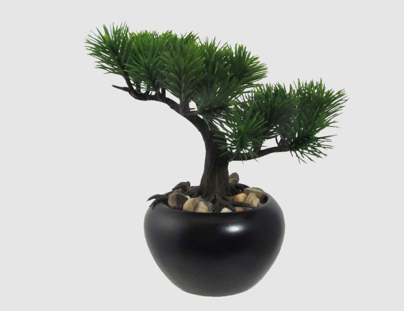 Bonsai Kiefer getopft
