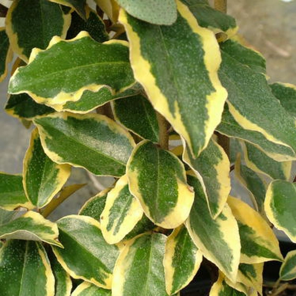 Pflanze »Elaeagnus pungens«, Viveleg®, mehrjährig, gelb
