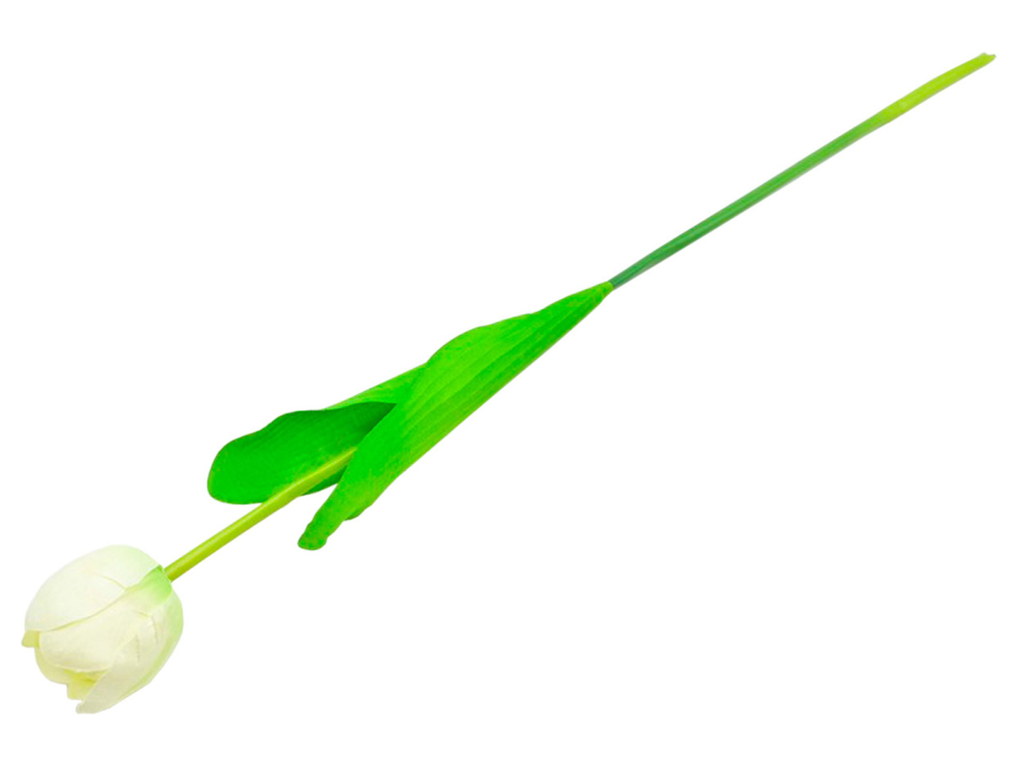 Tulipan pojedynczy 55 cm biały