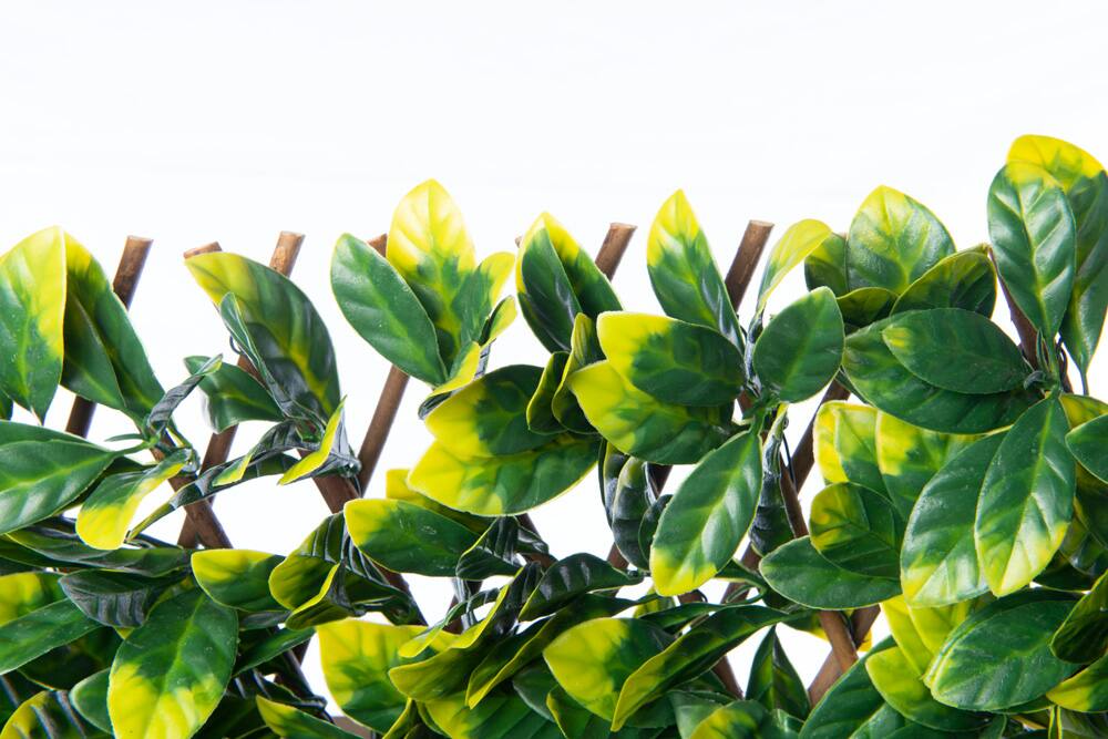 Naturae Décor Willow Expandable Trellis Laurel Leaf, 40-in x 80-in