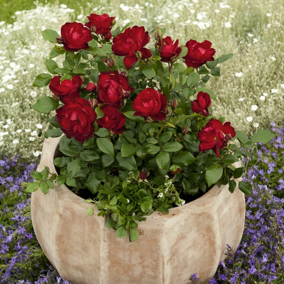 Beetrose, Rosa »Milano®«, Blüte: halbgefüllt
