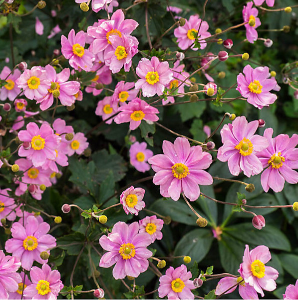 6 x Anémone du Japon 'Serenade' - Anemone hybride 'Serenade'- godet 9cm x 9cm
