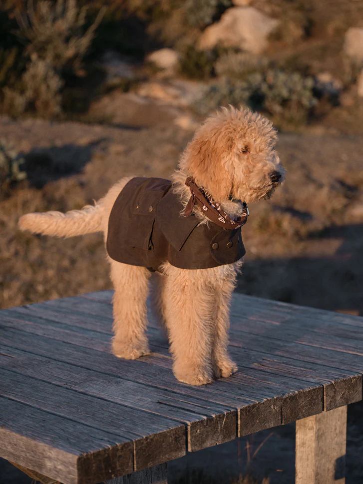 Apsley Oilskin Dog Coat