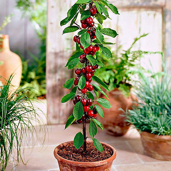 4 arbres fruitiers colonnaires - 80/100 cm - Pour pot et pleine terre - (cerisier, pommier, poirier, abricotier)