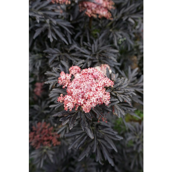 Pflanze, »Laced Up«, Sambucus nigra, kompakt, weiß