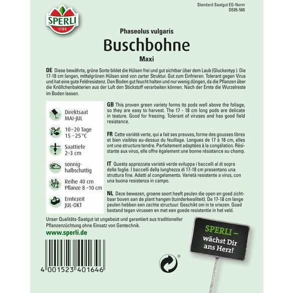 Buschbohne »Maxi«, fadenlose, langhülsige Sorte im Gluckentyp
