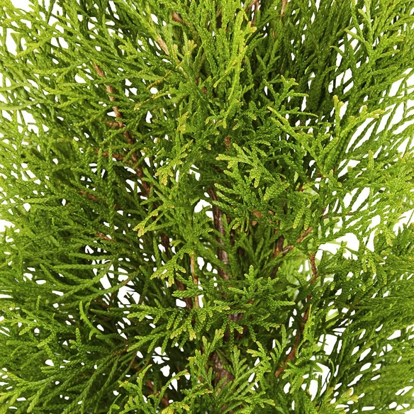 Lebensbaum, Thuja occidentalis »Smaragd«, winterhart