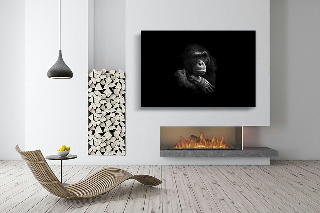 CHIMPANZÉ SONGEUR - Photographie d'art de Guillaume Mordacq 30x45 cm sur alu