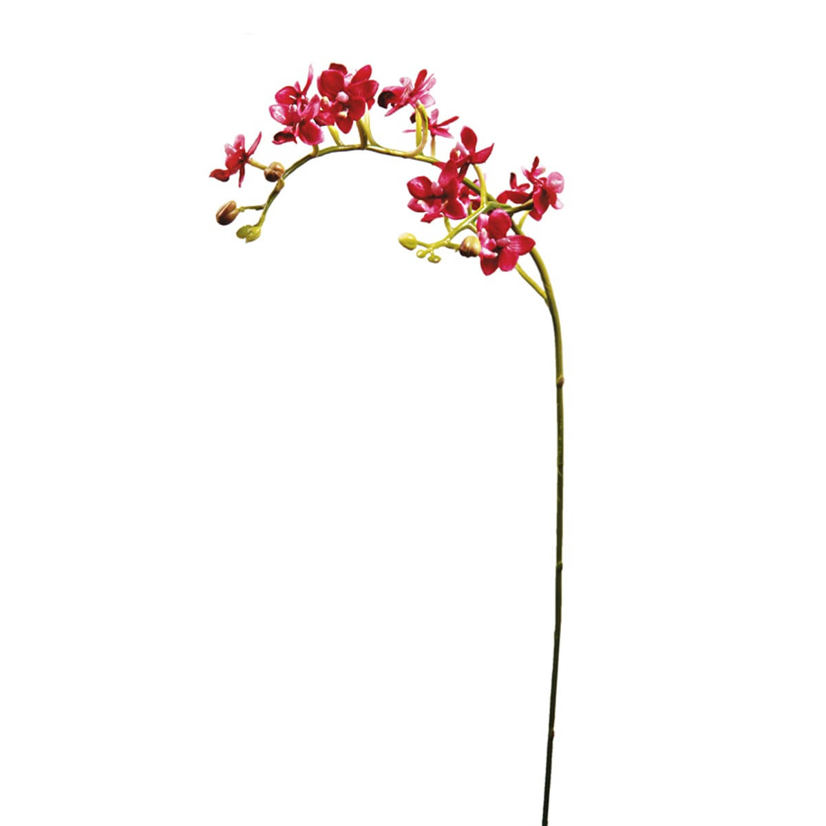 - Orchidée H57cm