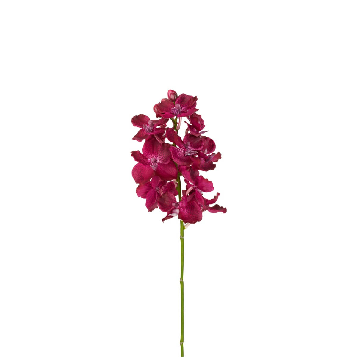 VANDA - Orchidée artificielle fuchsia H54