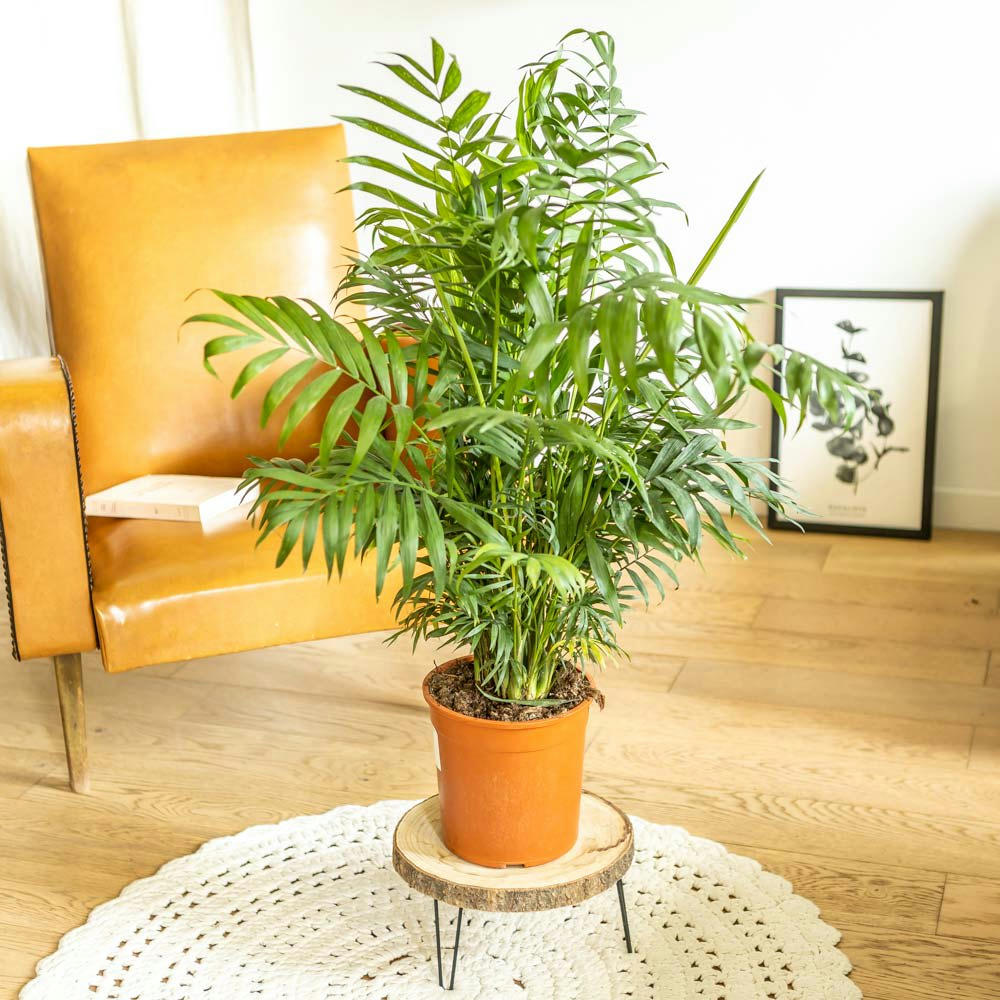 CHAMAEDOREA - Palmier d'intérieur chamaedorea sans cache-pot