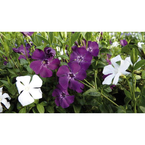 Kleines Immergrün, Vinca minor »Austria«, Blattfarbe: grün, Blüte: mehrfarbig
