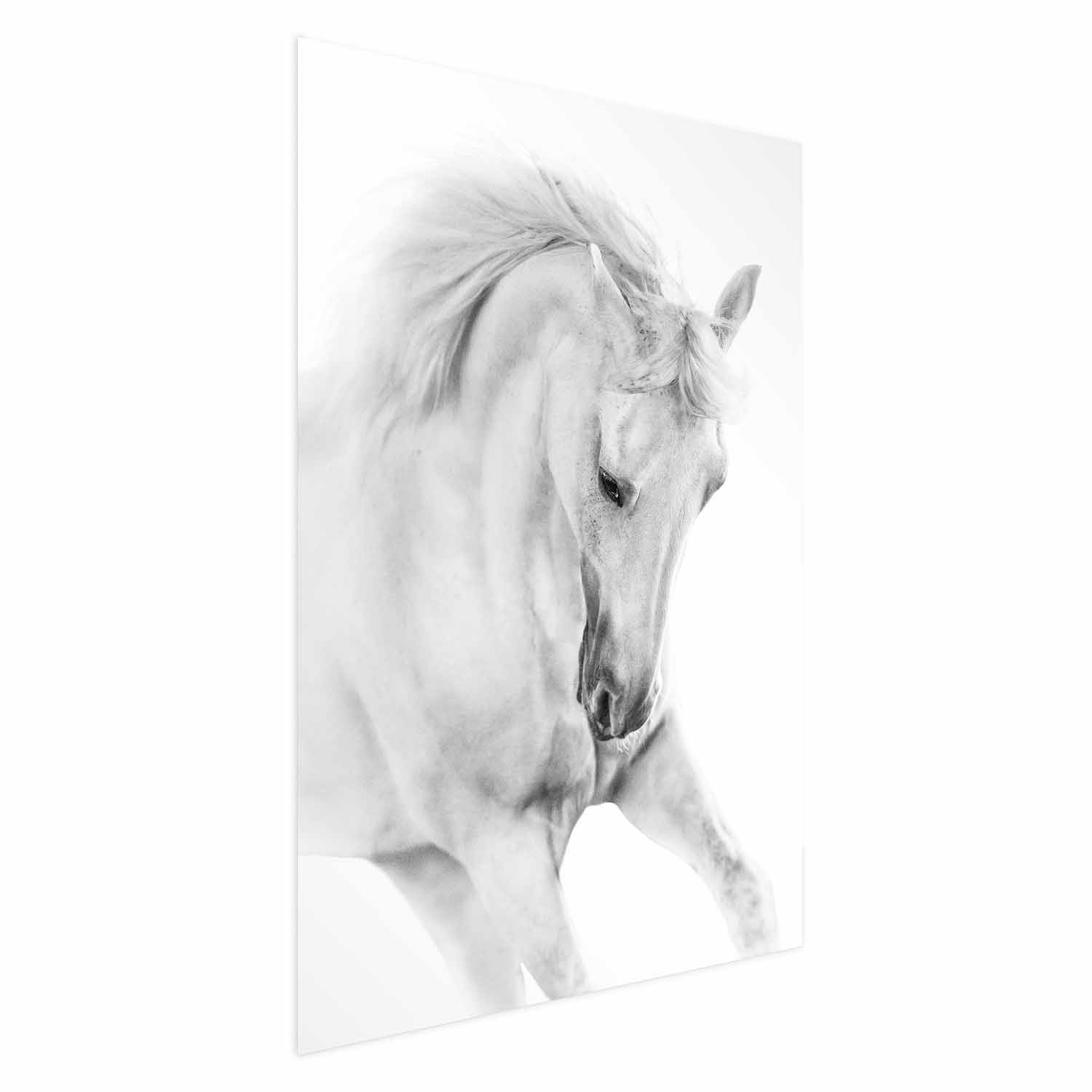 Plakat Biały koń 21x30 cm