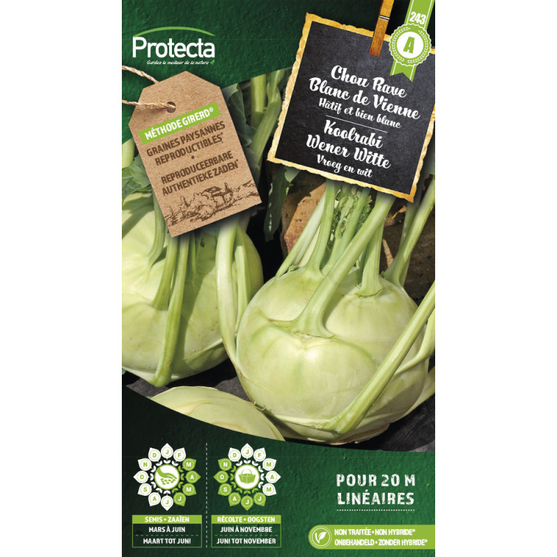 Semences de chou Rave Blanc de Vienne PROTECTA