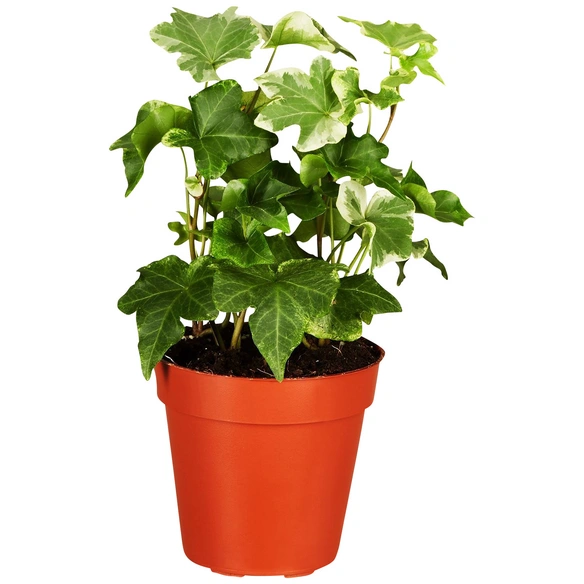 Efeu, Hedera helix, im Kunststoff-Kulturtopf