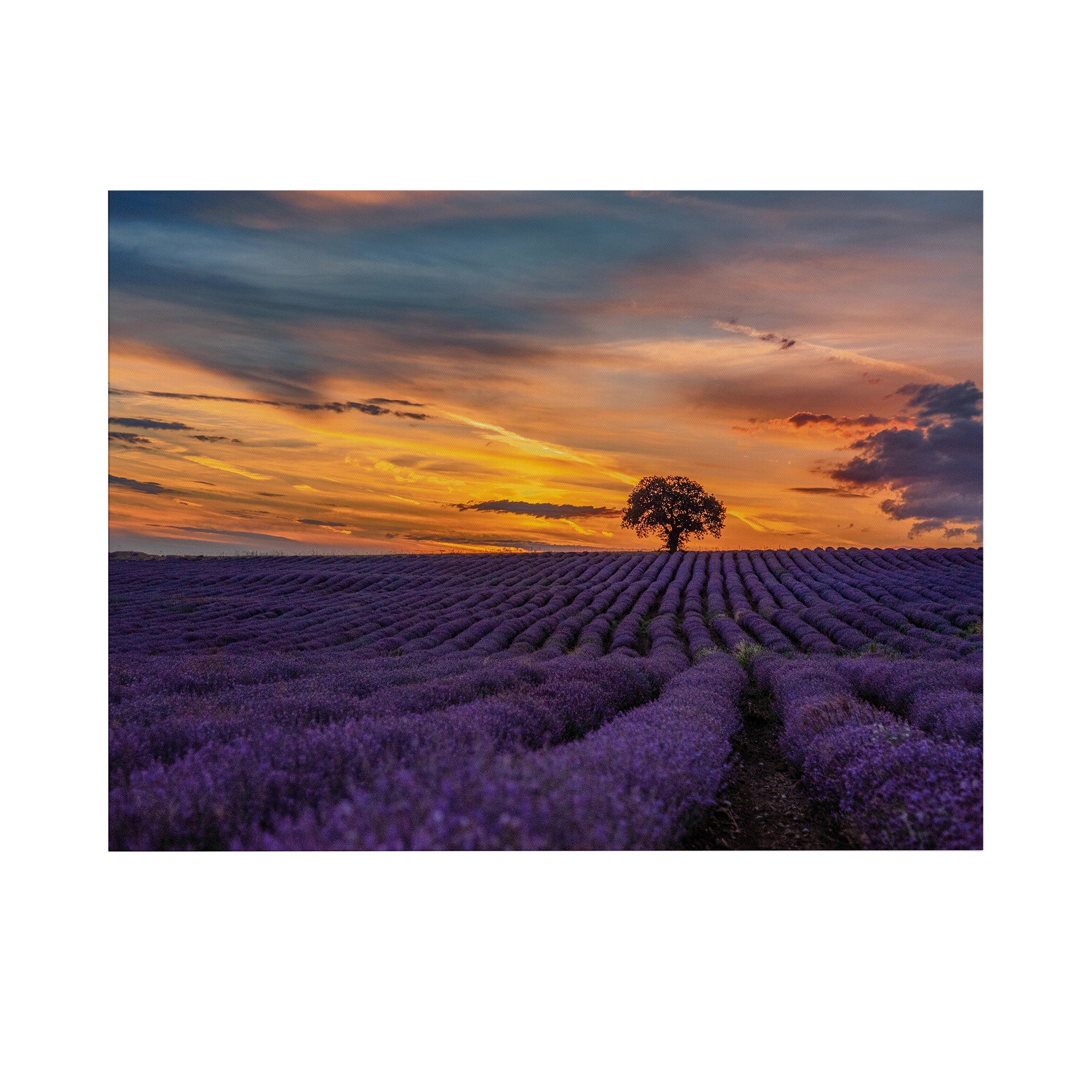 Art for the Home Buitencanvas Lavendelveld bij zonsondergang