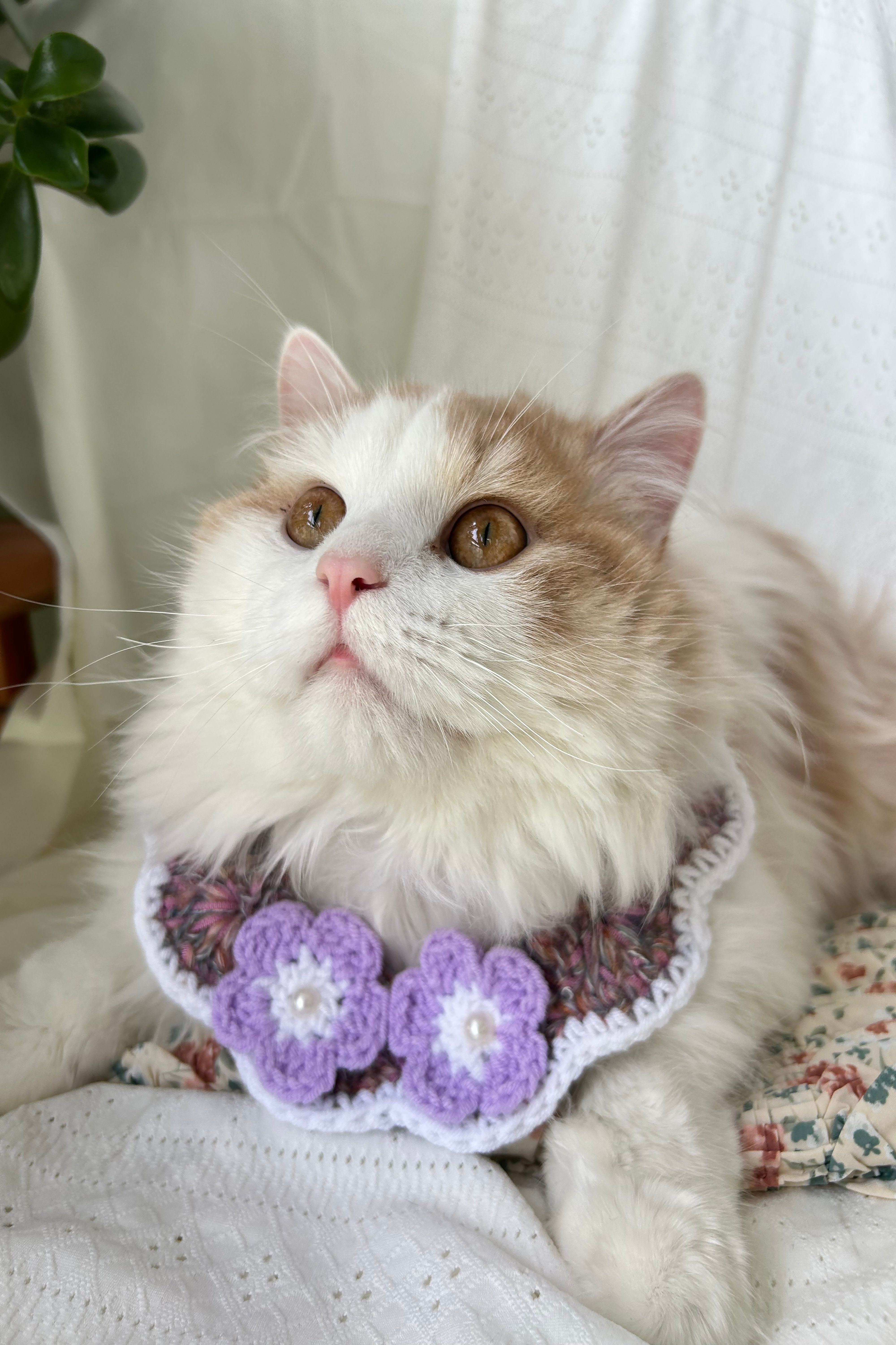 Vellin Crochet Pet Collar with Purple Flower Detail
