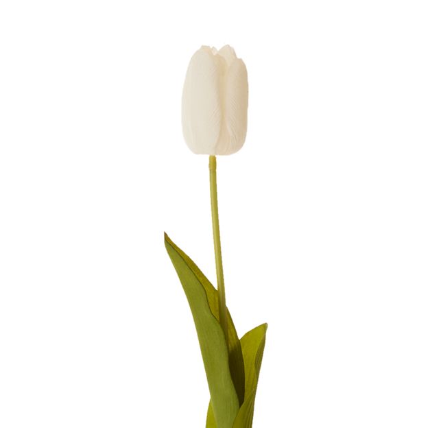 FLOR MIA TULIPA