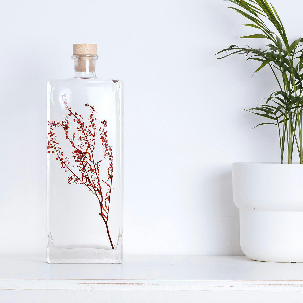 HERBARIUM DE THEOPHILE - Plante immergée Lepidium rouge