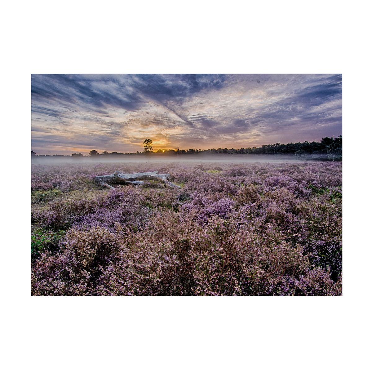Art for the Home Buitencanvas - Lavendelveld - 50x70cm