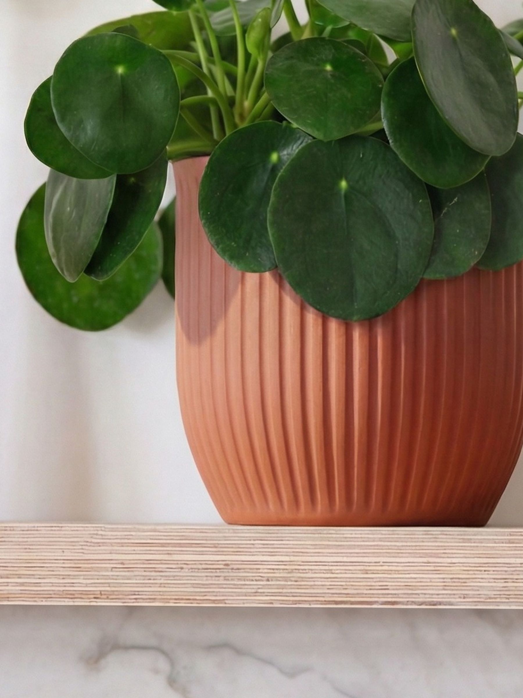 Beards & Daisies Pink Real Money Plant in Ribbed Pot