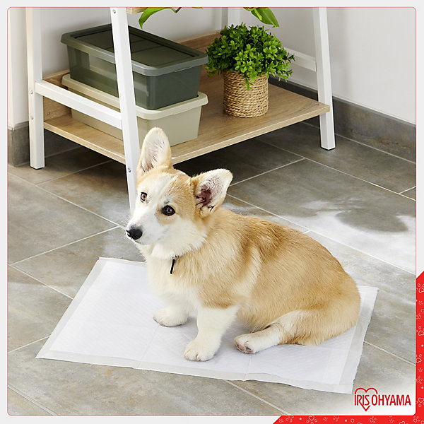 Iris Ohyama, Tapis d'éducation et dressage, pour chiens et chiots de 3 kg maximum, NS-100R, Blanc