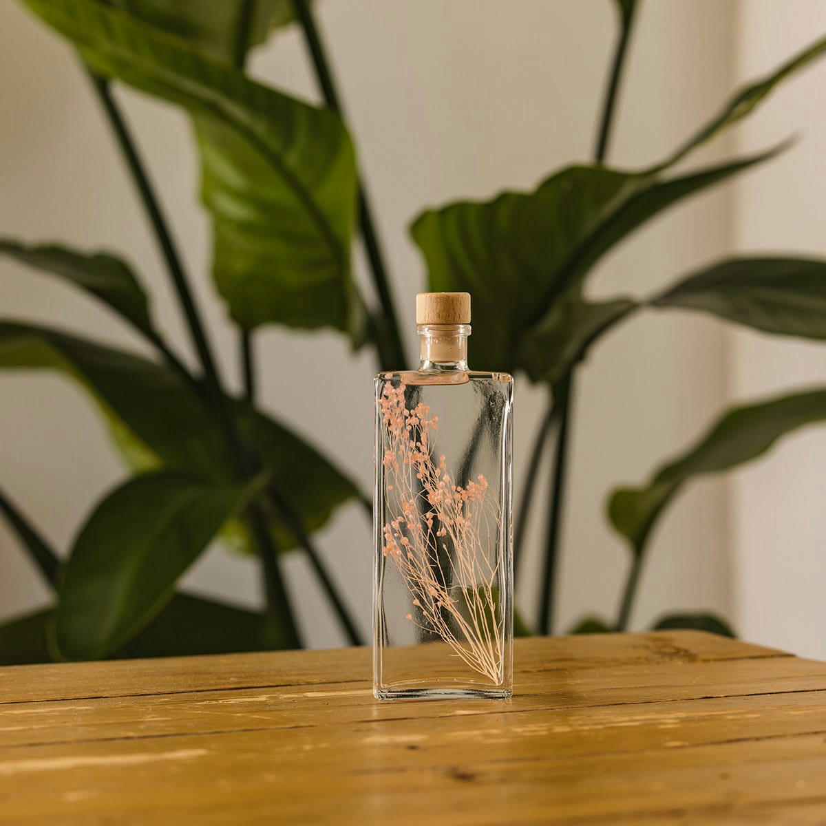 HERBARIUM DE THEOPHILE - Plante immergée Broom rose