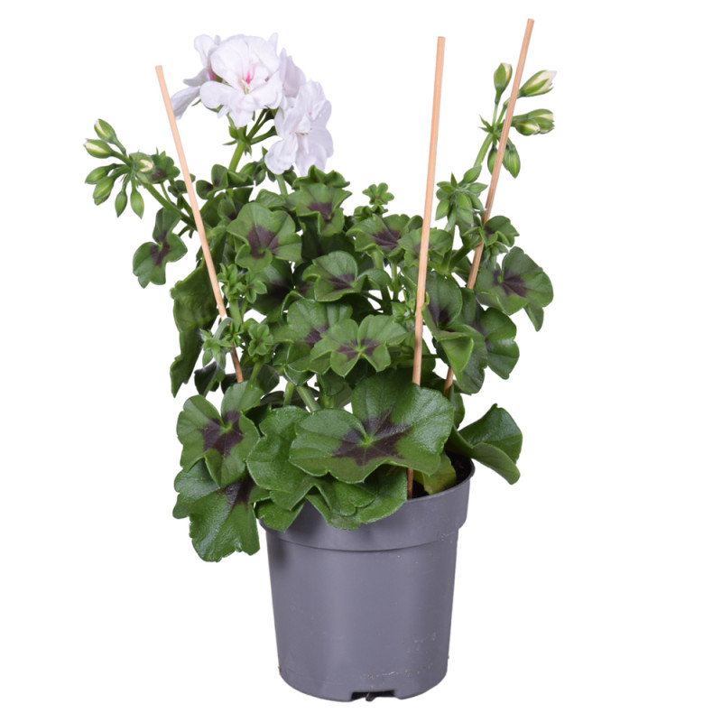Géranium Lierre à fleurs doubles en pot