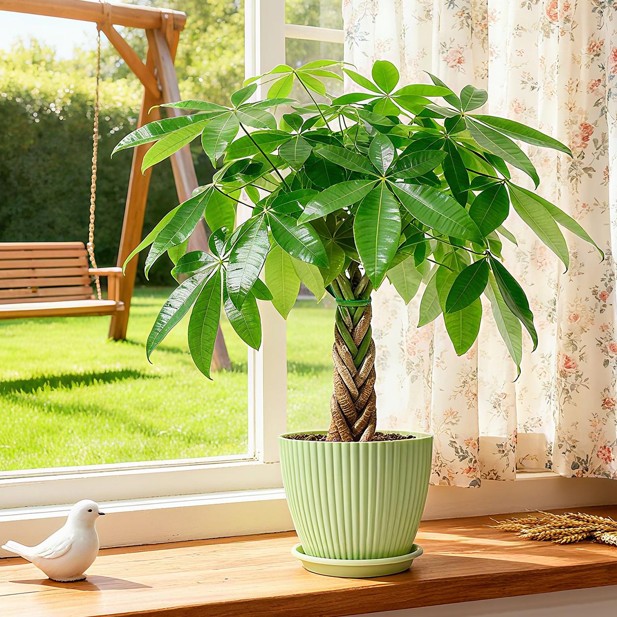 Braided Money Tree Potted Plant in Decorative Pot, Good Luck Houseplant | Indoor Live Plant | Gift for Home Office | Housewarming Gift