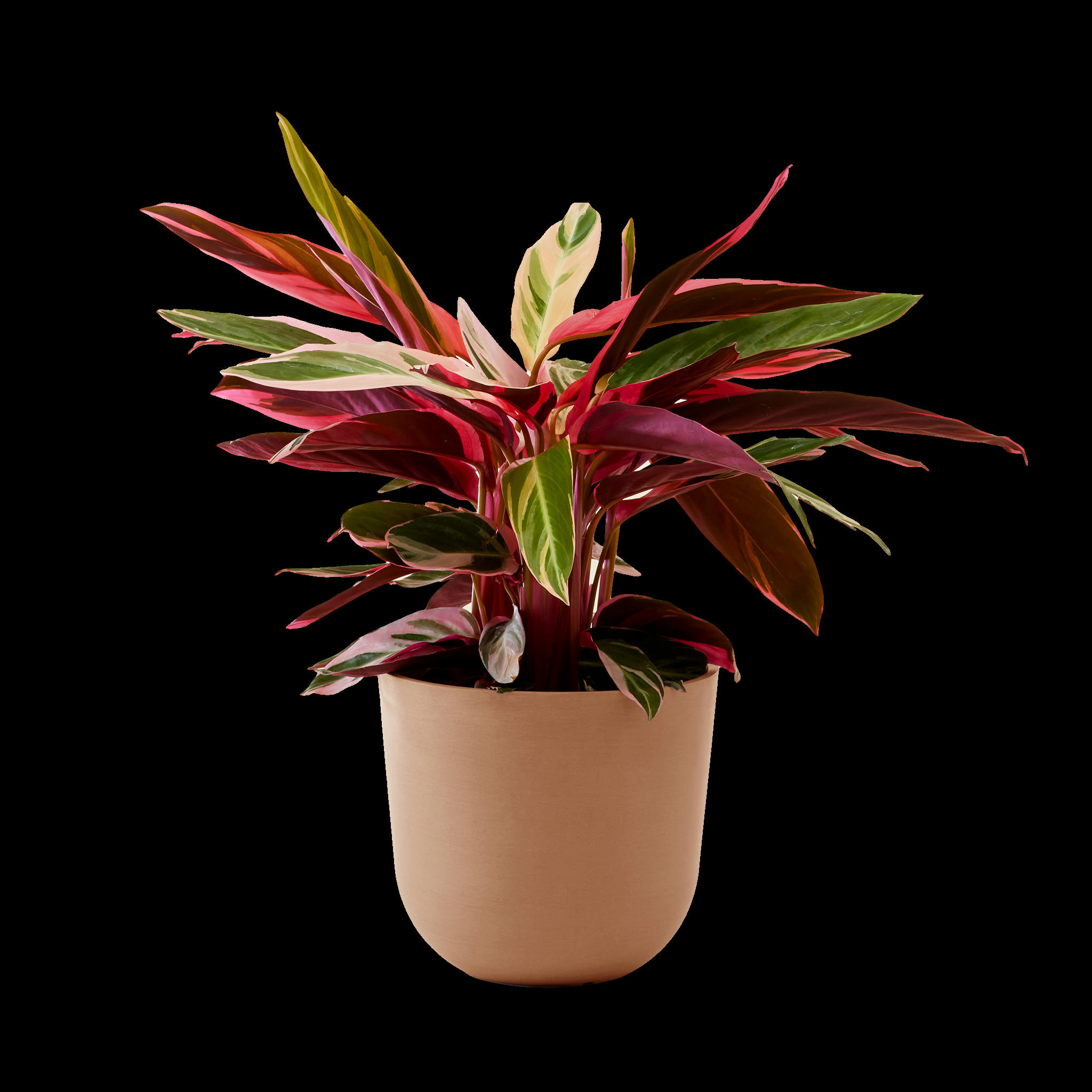 - Plante - Calathea triostar 85 cm en pot terra