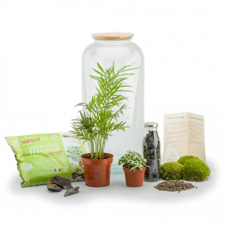 TERRA KIT - Kit terrarium plantes bonbonne l (23 x 51 cm)