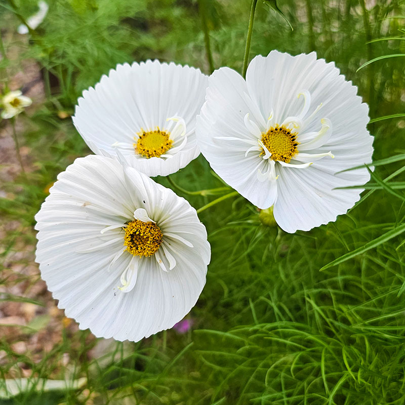 Rosenskära 'Cupcakes White'