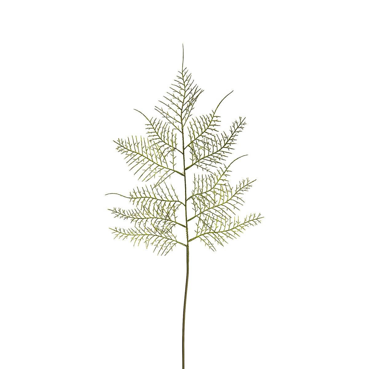 - Tige de fougère asparagus H62