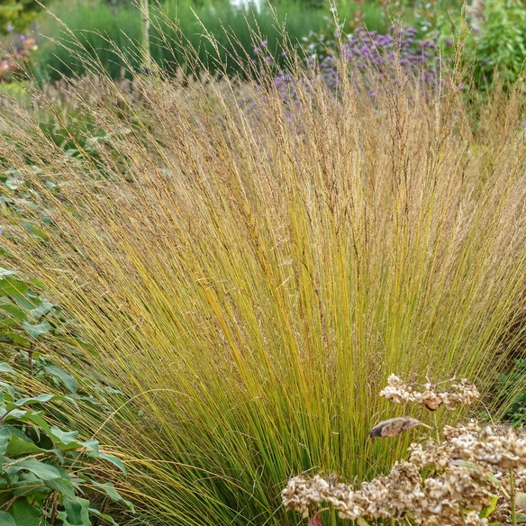 Pflanze, Heidebraut, 1 Stück